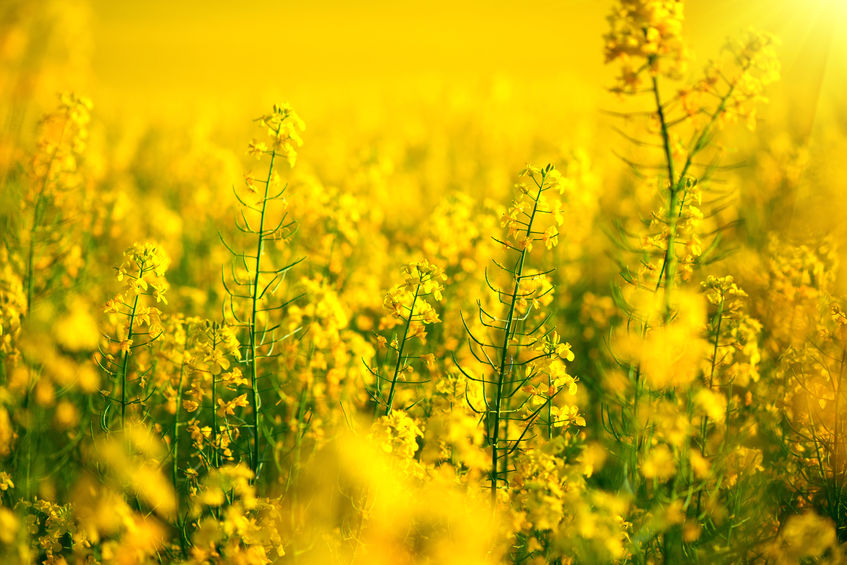 Canola